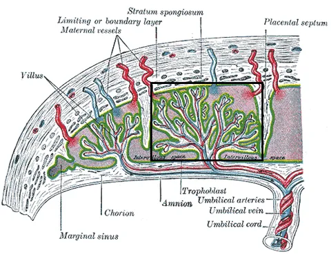 cotyledon: each of the patches of villi on the foetal chorion in the placenta of ruminants and some other...