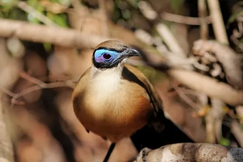 coua: a terrestrial bird of the genus Coua, in the cuckoo family