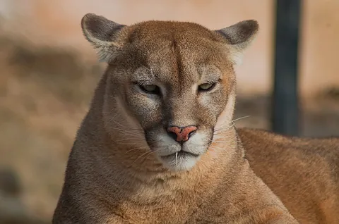 cougar: a wild feline, of species Puma concolor, native to the Americas