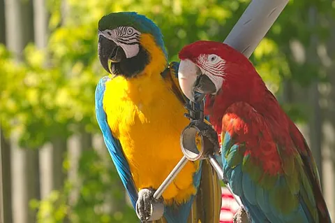 couple: two of the same kind connected or considered together