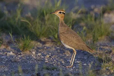 courser: a dog used for coursing