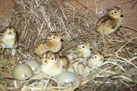 covey: a brood or family of partridges (family Phasianidae), which includes game birds such as grouse...