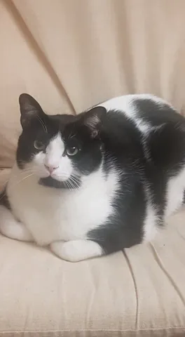 cow cat: a cat with a two-colored blotchy coat, like that of some cows