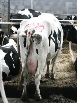 cow-hocked: having its back knee set inward and lower back legs splayed