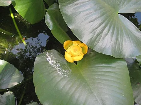 cow lily: a water lily of species Nuphar advena, of temperate eastern North America