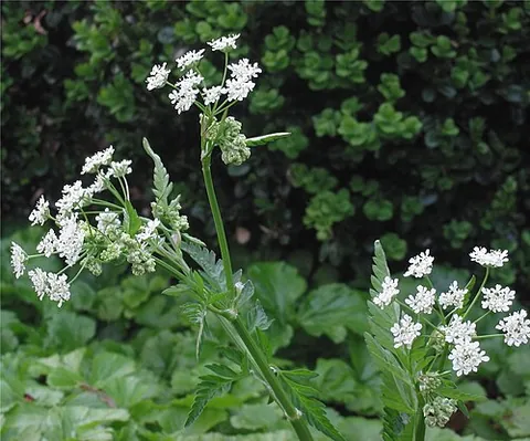 cow parsley: anthriscus sylvestris, a weedy biennial umbellifer native to the Old World