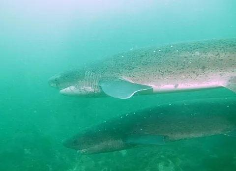 cow shark: any shark of the family Hexanchidae