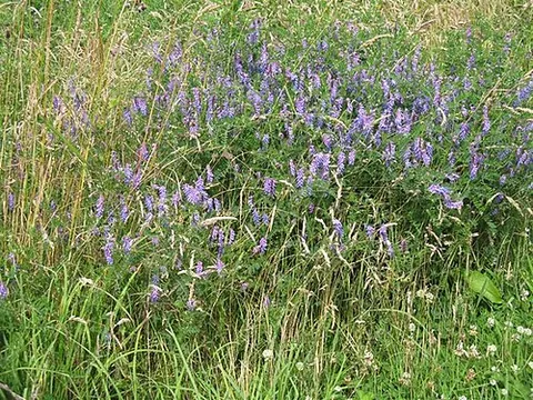 cow vetch: a plant of species Vicia cracca, native to Europe and Asia