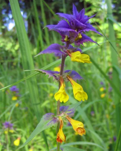 cow-wheat: any of several flowering plants in the genus Melampyrum