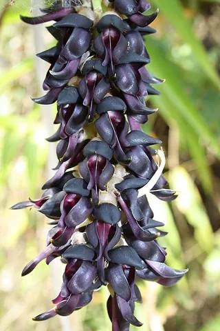 cowage: a leguminous climbing plant, Mucuna pruriens, the spiculae of which are sometimes used as a...