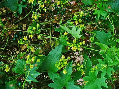 cowbind: any plant of genus Bryonia, which form dense mats of vines when they are not overgrowing shrubs,...