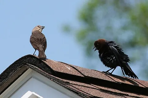 cowbird: any bird of the genus Molothrus. The cowbirds are brood parasites