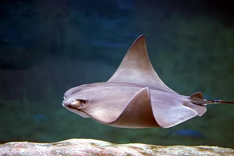cownose ray: rhinoptera bonasus, an eagle ray found throughout a large part of the western Atlantic and Caribbean