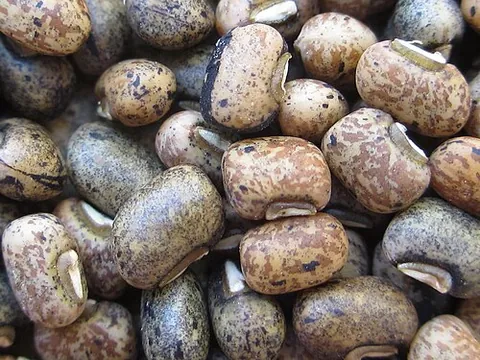cowpea: any of the plants in the species Vigna unguiculata, including the black-eyed pea