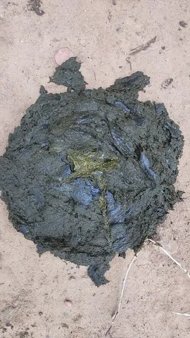 cowpie: a single pile of cowshit