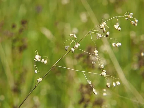 cowquake: quaking grass; Briza media, or other species of the genus Briza
