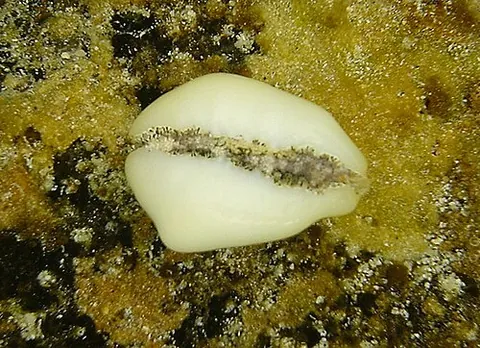 cowrie: a small gastropod (Monetaria moneta, syn. Cypraea moneta) common in the Indian Ocean; its shell