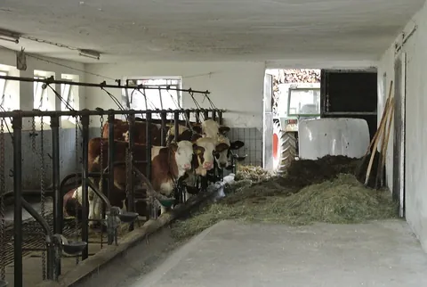 cowshed: a shed for keeping cows