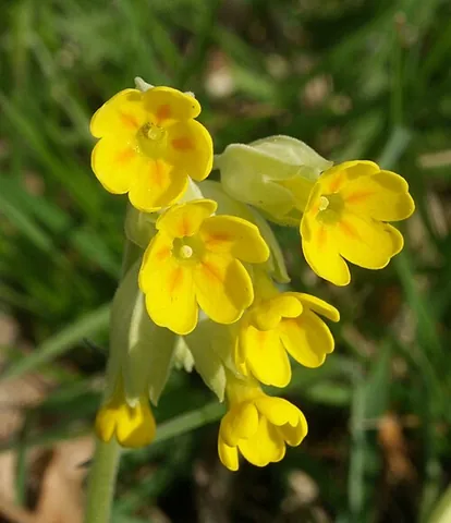 cowslip: a low-growing plant, Primula veris, with yellow flowers