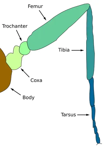 coxa: the basal segment of a limb of various arthropods (insects and spiders, for example)