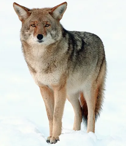 coyote: canis latrans, a species of canine native to North America