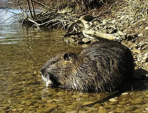 coypu: a large, crepuscular, semiaquatic rodent (Myocastor coypus) resembling a large rat, having bright...