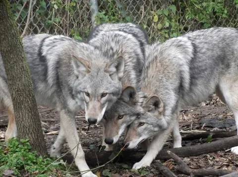 coywolf: a hybrid of a coyote (Canis latrans) and a wolf