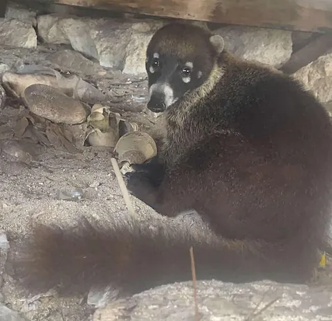 cozumel coati: nasua narica nelsoni, a subspecies of white-nosed coati, notably smaller than its mainland relatives