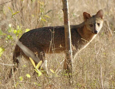 crab-eating fox: a medium-sized canid of species Cerdocyon thous, endemic to central South America