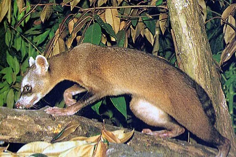 crab-eating raccoon: a species of raccoon Procyon cancrivorus, found in the jungles of Central and South America