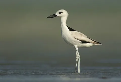crab plover: any wading bird of species Dromas ardeola