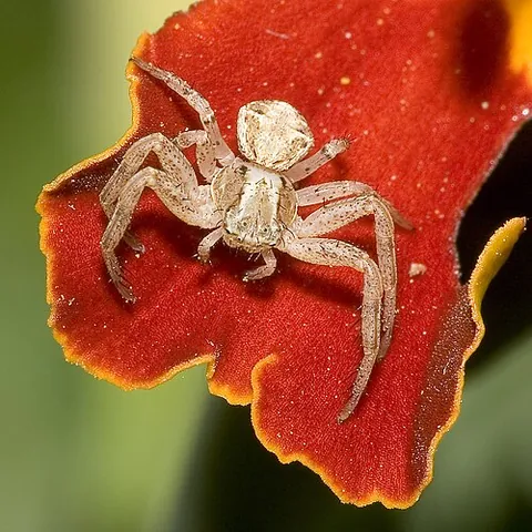 crab spider: any spider of the family Thomisidae of spiders that hunt in flowers