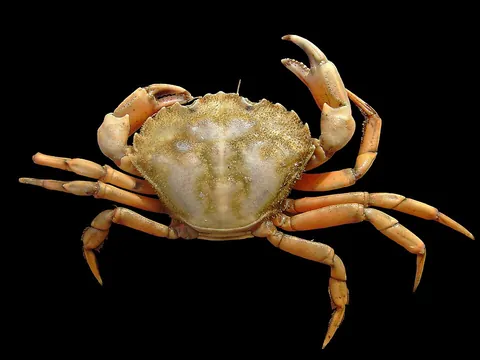 crab: any crustacean of the infraorder Brachyura, having five pairs of legs, the foremost of which are in...