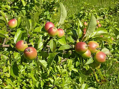 crabapple: any of the wild species of apple tree, genus Malus, which generally yield small, bitter fruit (in...