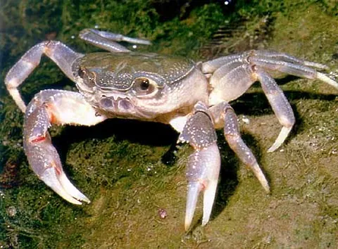 crabfish: a freshwater crab found in Southern European rivers, streams, and lakes, Potamon fluviatile or...
