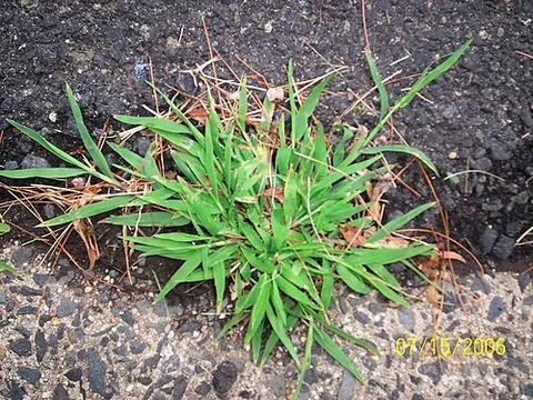 crabgrass: those members of the genus Digitaria, grasses of tropical to temperate climates, which are pests of...
