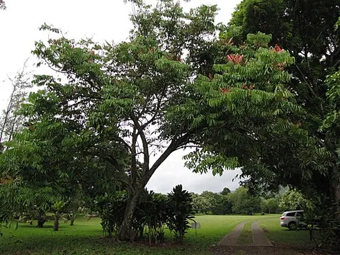 crabwood: a flowering plant of the genus Carapa in the mahogany family, Meliaceae
