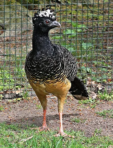 cracid: of or pertaining to birds of the taxonomic family Cracidae