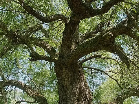crack willow: a of willow native to Europe and western Asia (Salix fragilis)