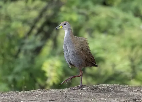 crake: any of several birds of the family Rallidae that have short bills