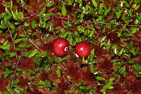 cranberry: a shrub belonging to the section Vaccinium sect. Oxycoccus of the genus Vaccinium