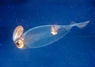 cranchiid: any member of the family Cranchiidae
