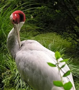 crane: any bird of the family Gruidae, large birds with long legs and a long neck which is extended during...