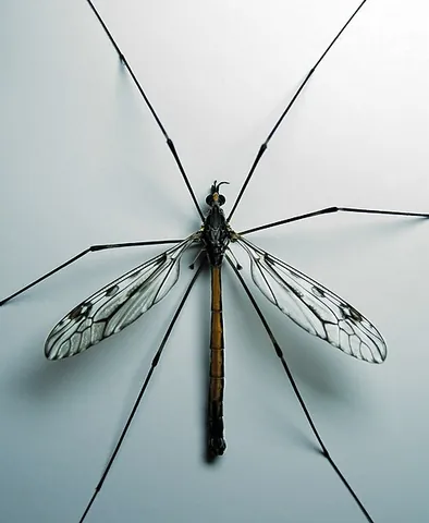 cranefly: any of various large flies of the suborder Tipulomorpha that have slender bodies and very long legs...