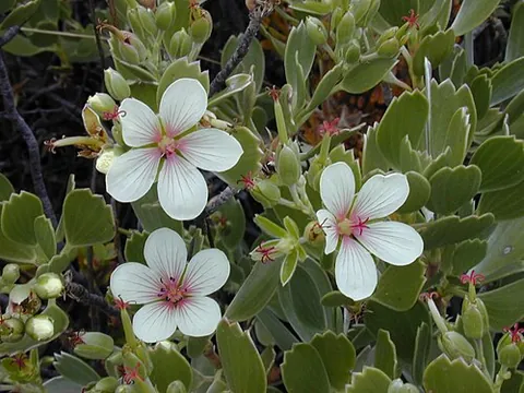 cranesbill: any flowering plant of the genus Geranium found throughout the temperate zone