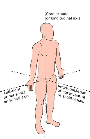 craniocaudal: from the cranial to the caudal end of a structure