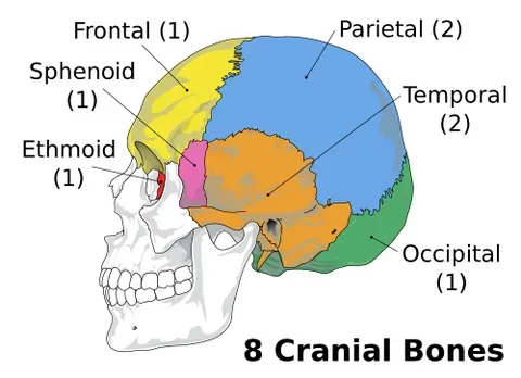 cranium: that part of the skull consisting of the bones enclosing the brain, but not including the bones of...