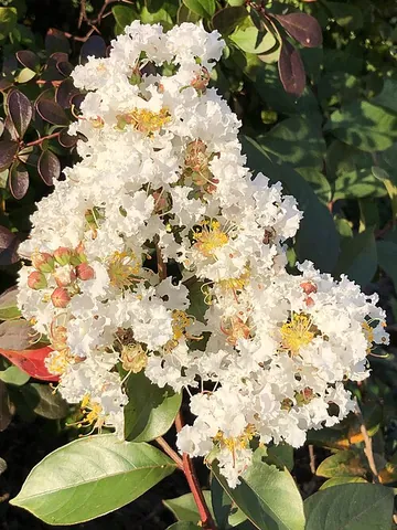 crape myrtle: any of the genus Lagerstroemia, family Lythraceae, shrubs or small trees, certain of which are...