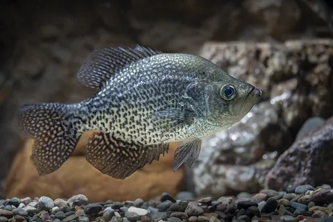 crappie: a member of either of two species of North American sunfish of the genus Pomoxis, both with...