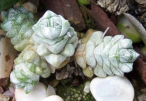 crassula: any plant of the genus Crassula, often succulents native to southern Africa
